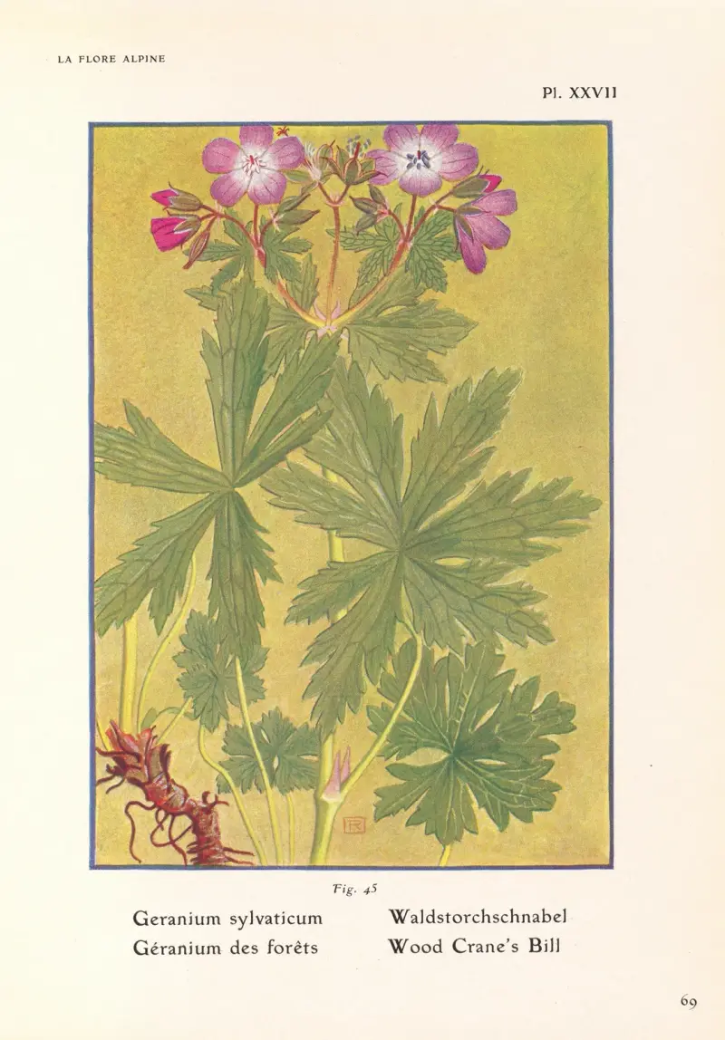 Wood Crane’s Bill av Henry Correvon