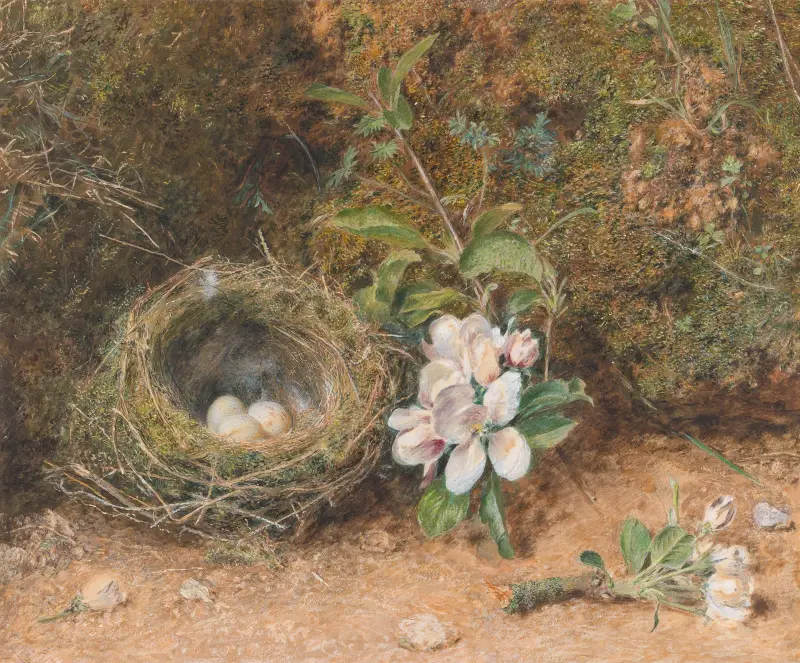 Ptasie gniazdo z gałązkami kwitnącej jabłoni, William Henry Hunt
