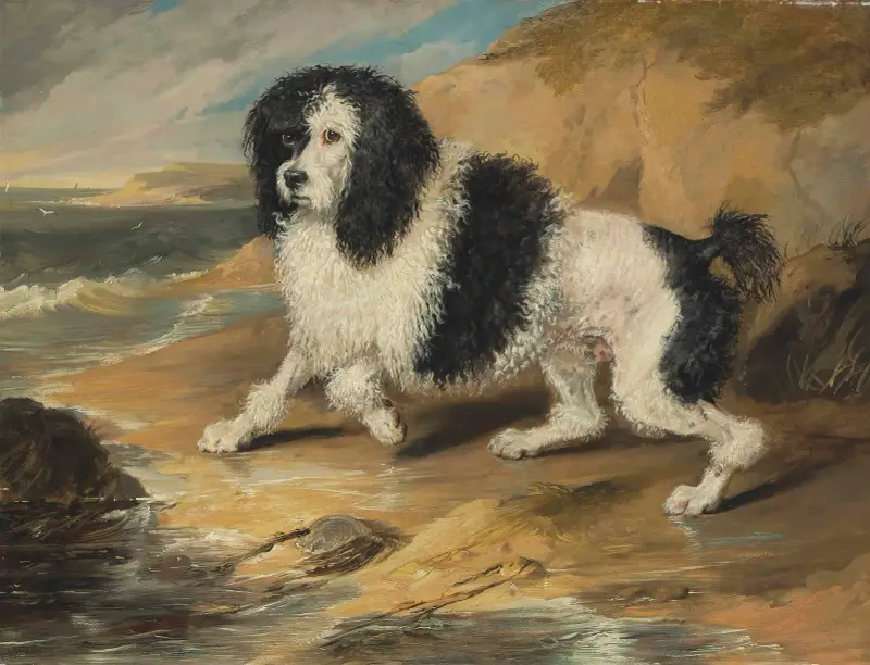 Tapageur, pudeln tillhörande den ärade Frederick Byng av Sir Edwin Henry Landseer