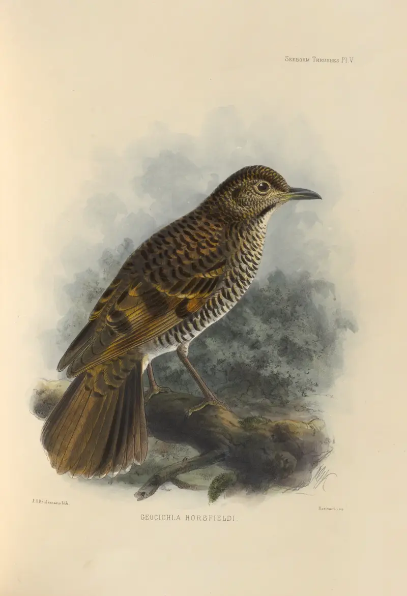 Geocichla Horsfieldi, Henry Seebohm