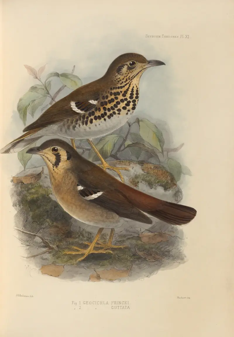 Geocichla Princii, Geocichla Guttata av Henry Seebohm