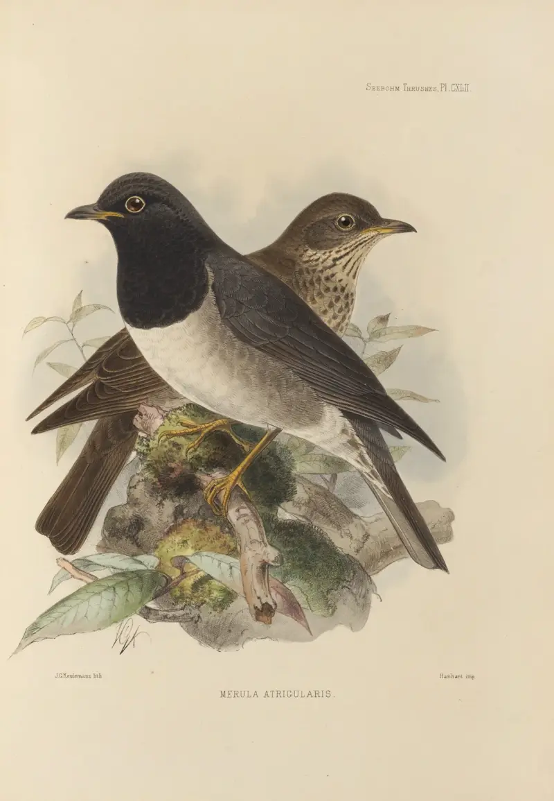Merula atrigularis, Henry Seebohm