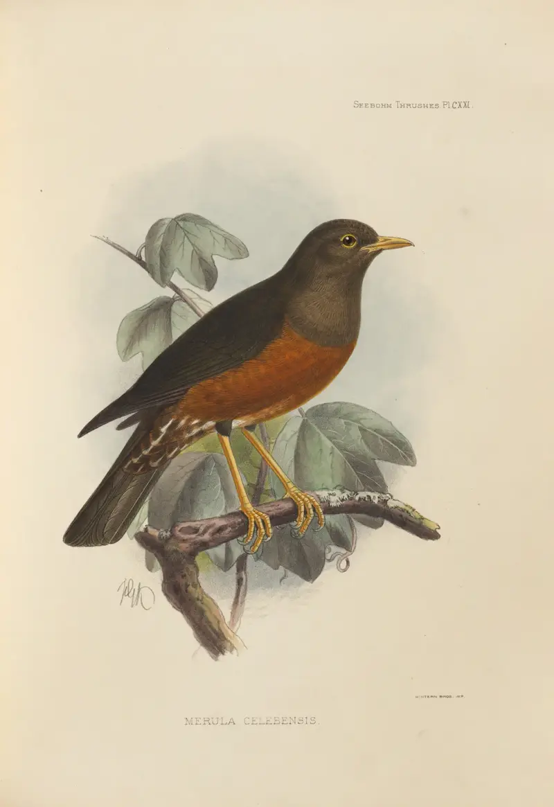 Merula Celebensis, Henry Seebohm