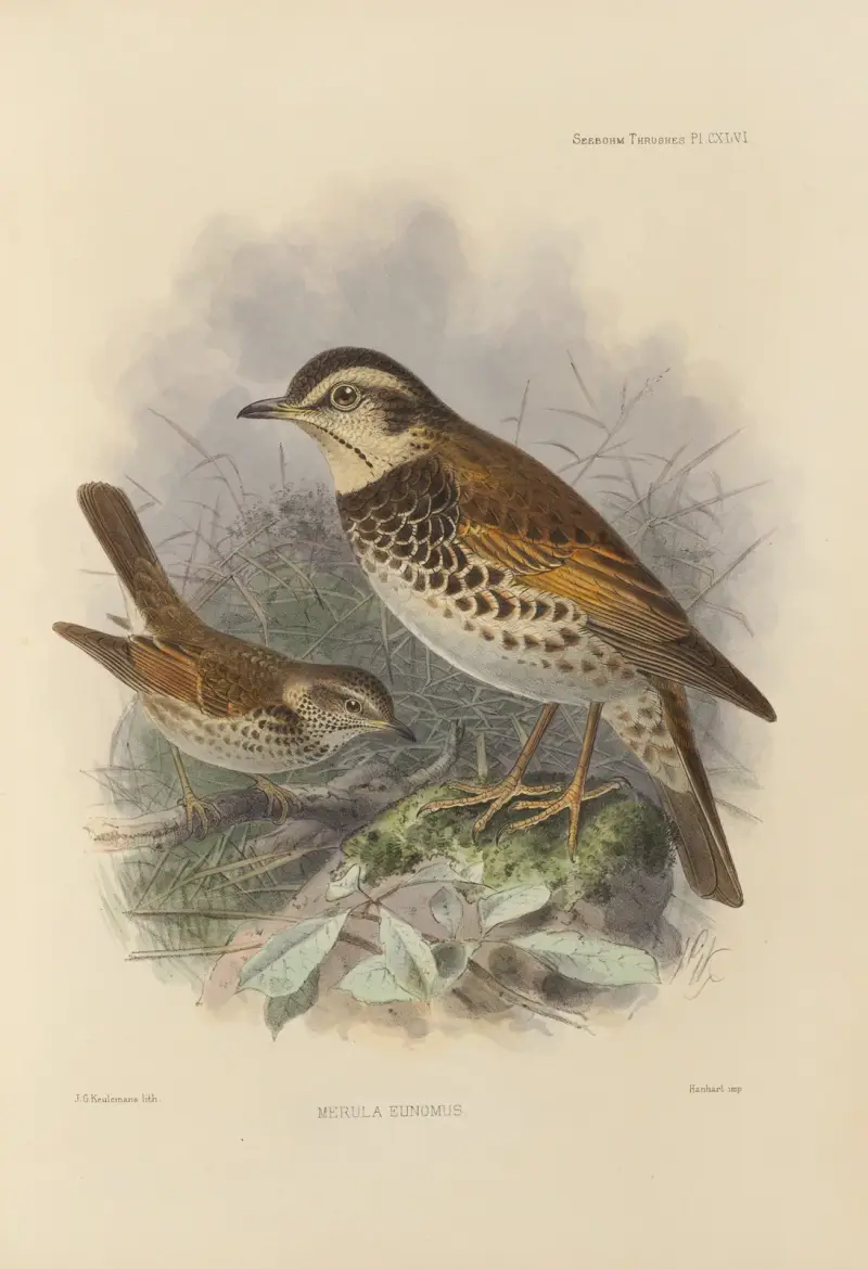 Merula Eunomus – nr 2, Henry Seebohm