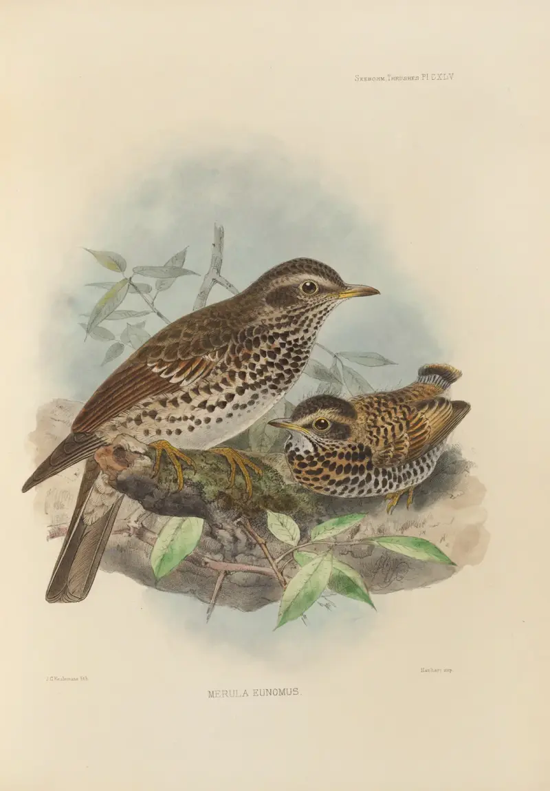 Merula Eunomus – Nr. 1, Henry Seebohm