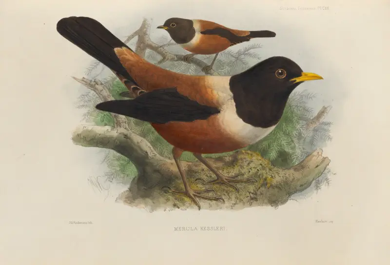 Merula Kessleri, Henry Seebohm