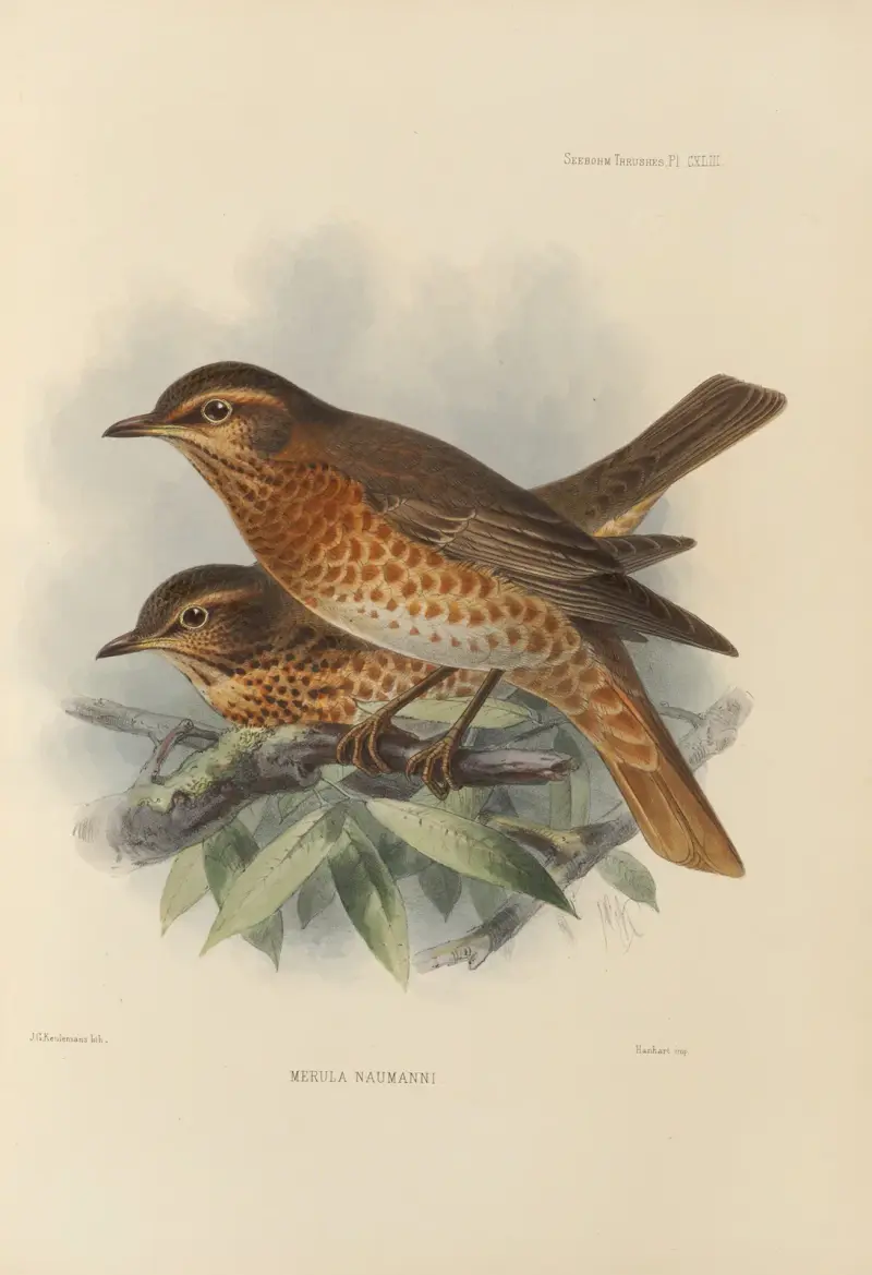 Merula Naumanni, Henry Seebohm