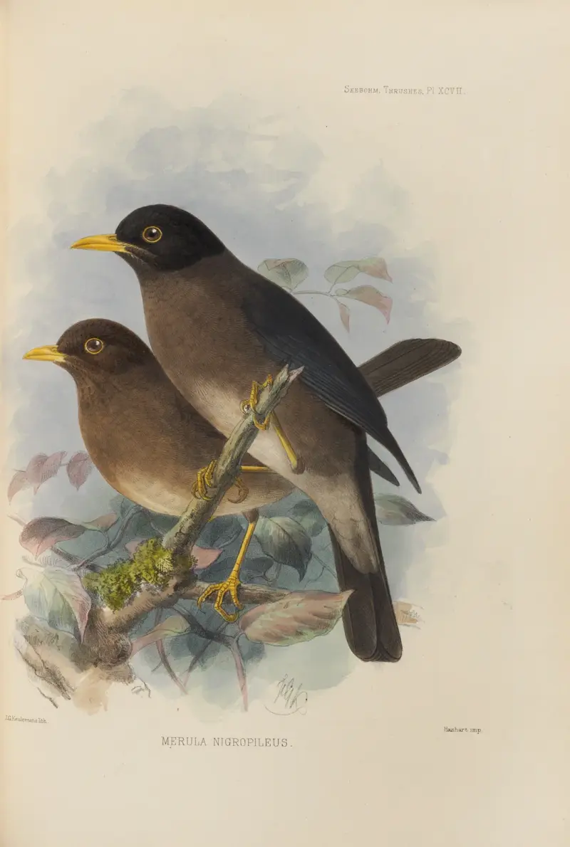 Merula Nigropileus, Henry Seebohm