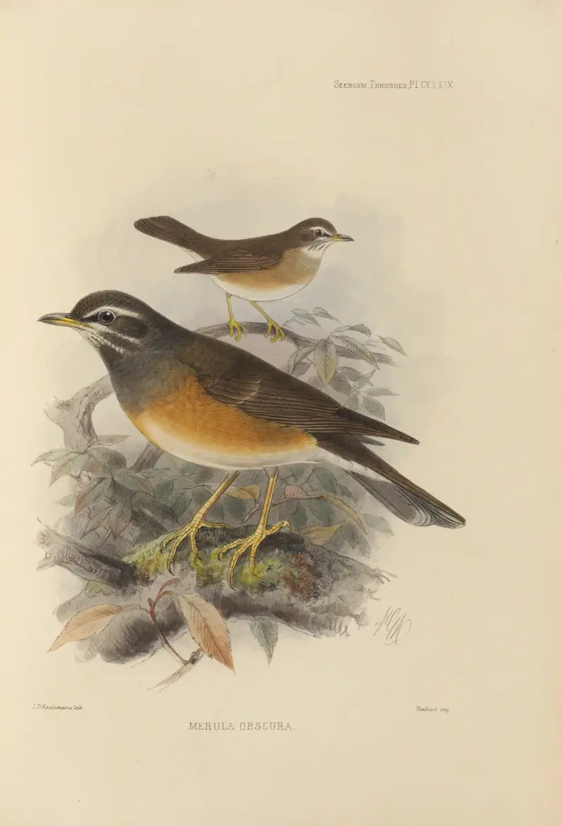 Merula Obscura, Henry Seebohm