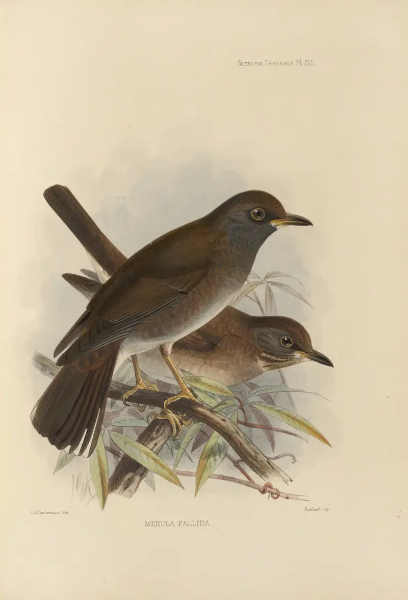 Merula Pallida, Henry Seebohm