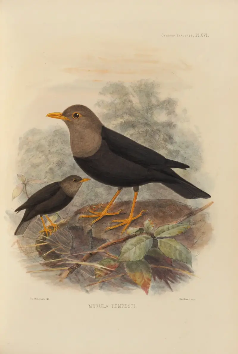Merula Tempesti, Henry Seebohm