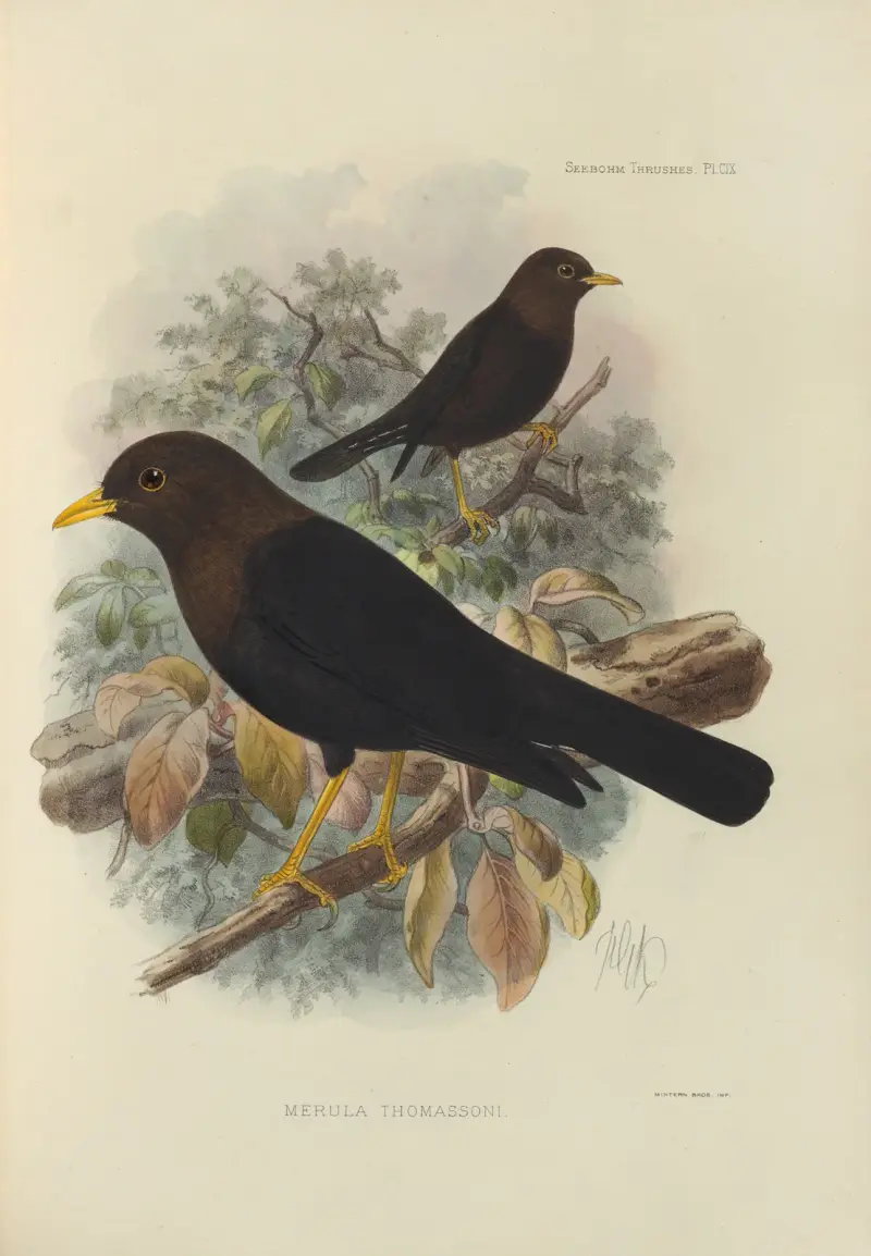 Merula Thomassoni, Henry Seebohm