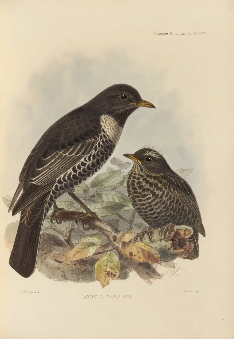Merula Torquata., Henry Seebohm