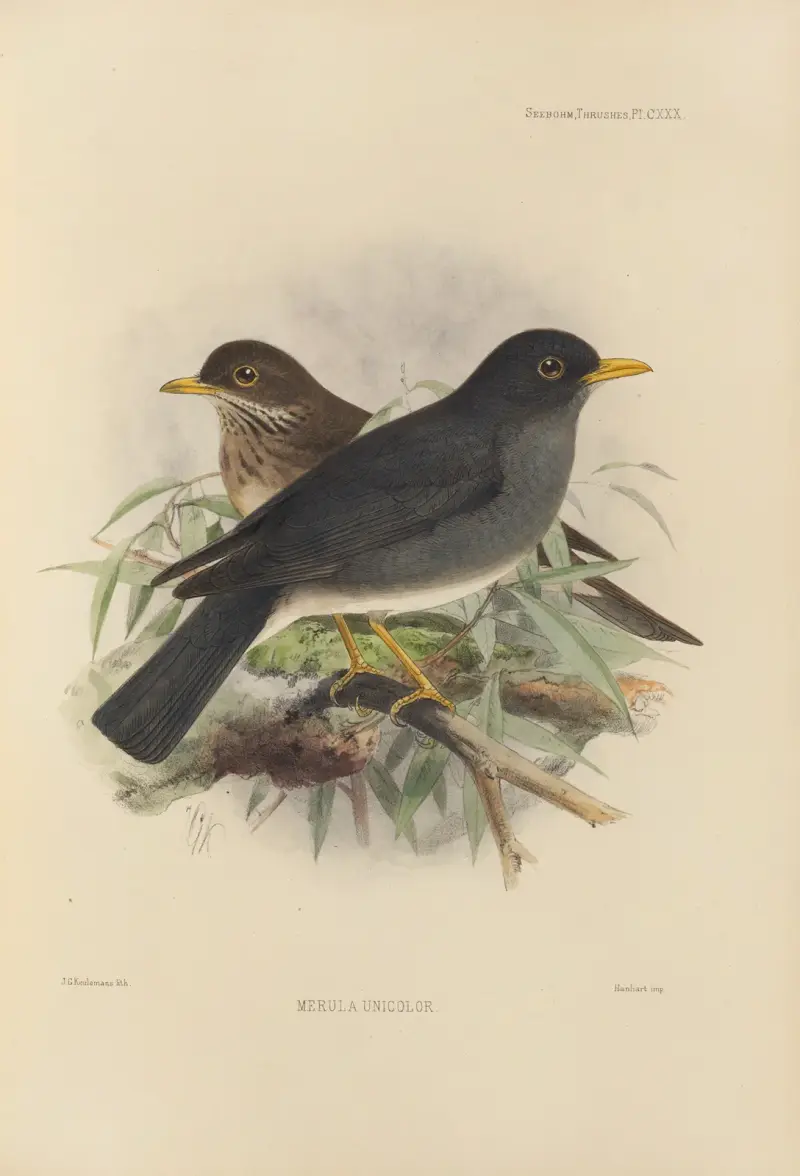 Merula Unicolor, Henry Seebohm