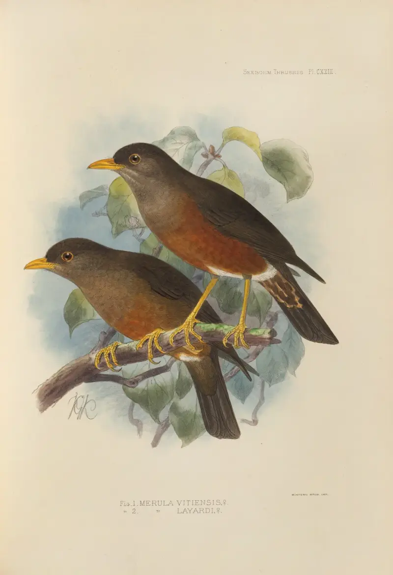 Merula Vitiensis, Merula Layardi, Henry Seebohm