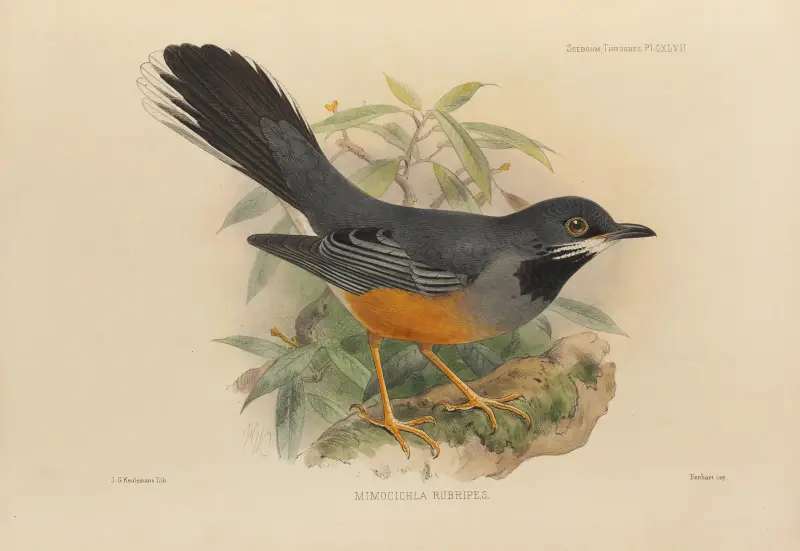 Mimocichla Rubripes, Henry Seebohm