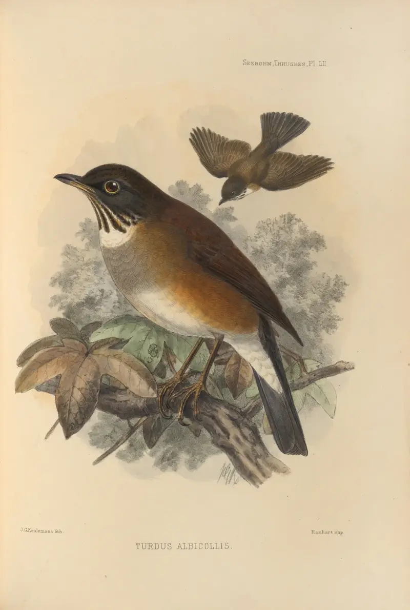 Turdus Albicollis av Henry Seebohm