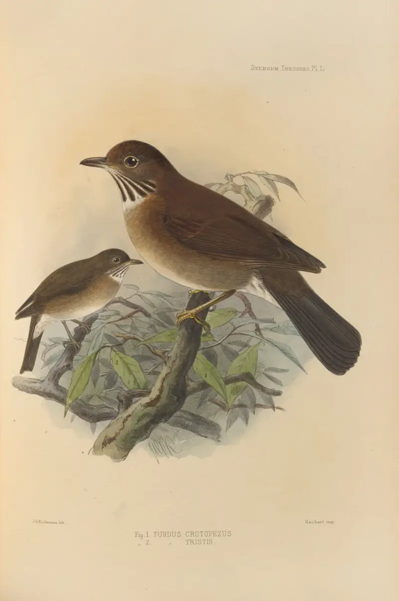 Turdus Crotopezus, Turdus Tristis av Henry Seebohm