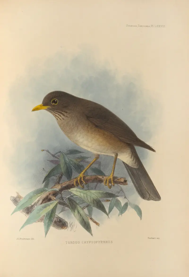 Turdus Cryptopyrrhus, Henry Seebohm
