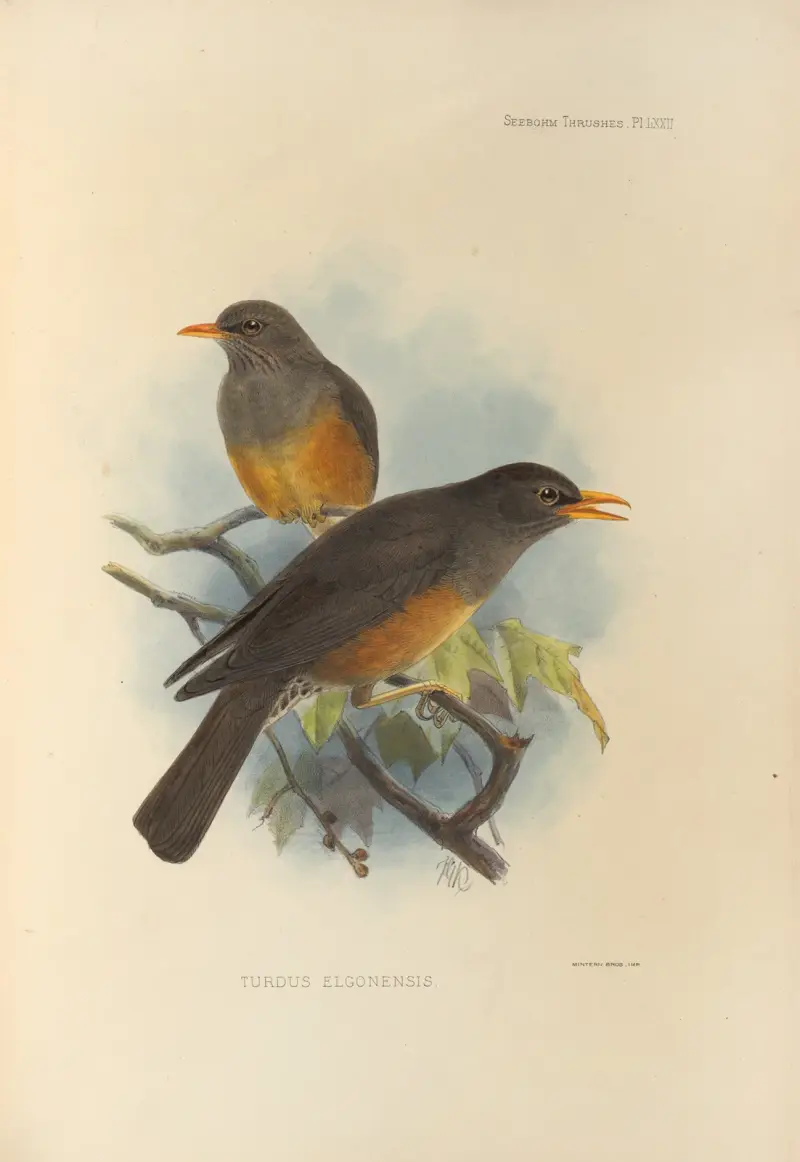 Turdus Elgonensis, Henry Seebohm