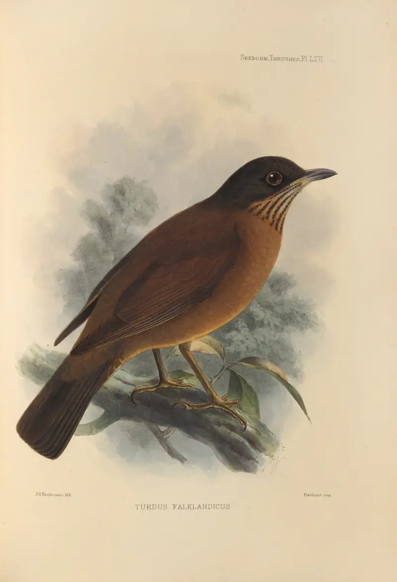 Turdus Falklandicus, Henry Seebohm