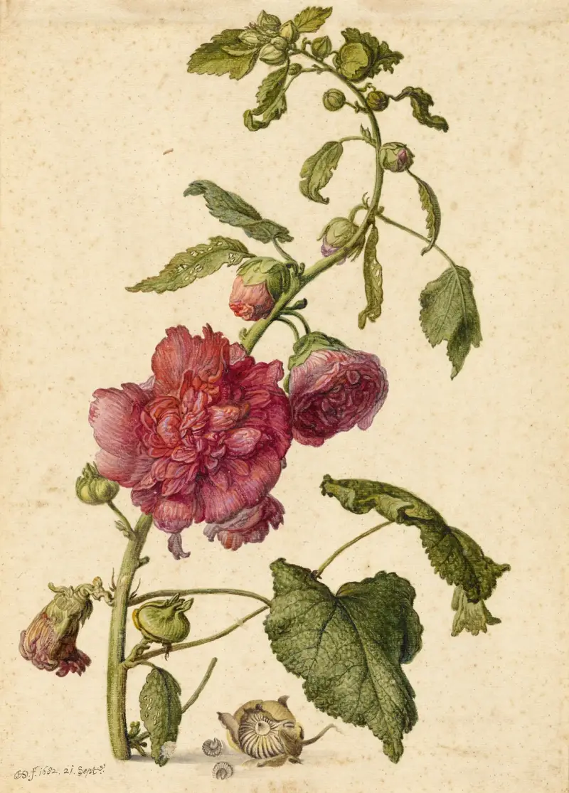 A Hollyhock av Herman Saftleven