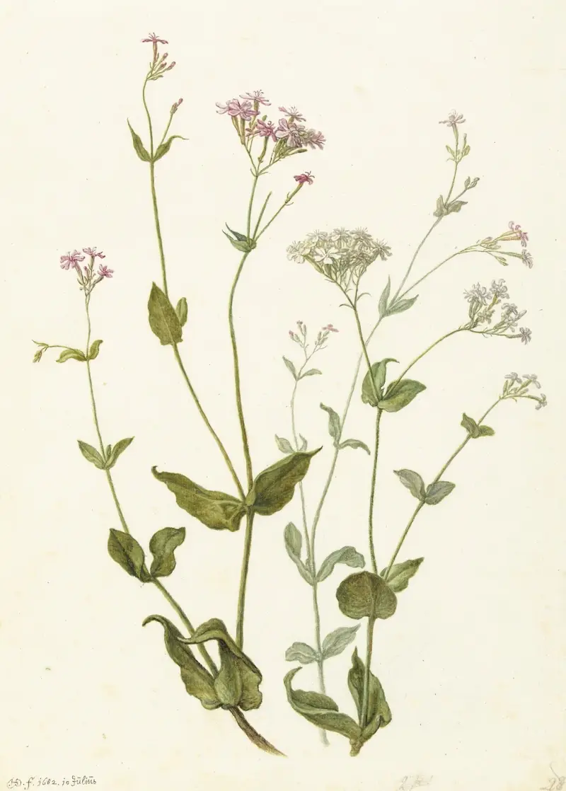 Bladder Senna a Sticky Catchfly, Herman Saftleven
