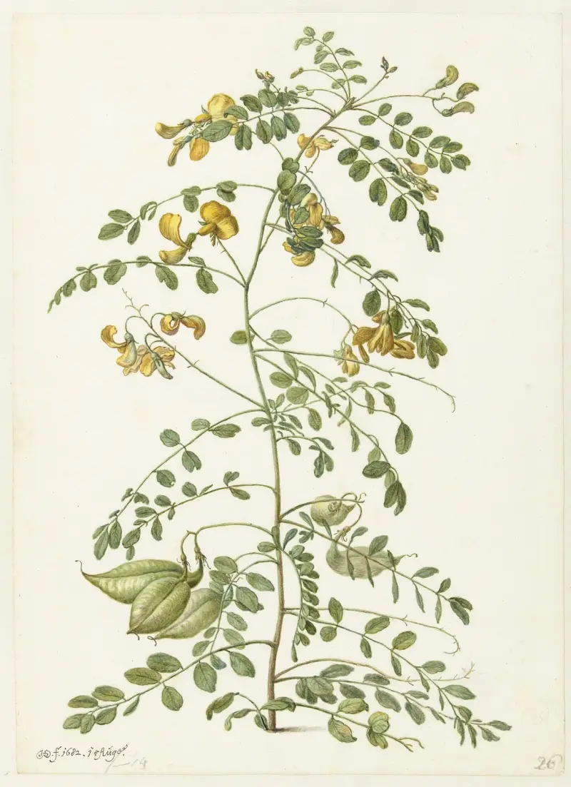 Blazenstruik (Colutea arborescens) av Herman Saftleven