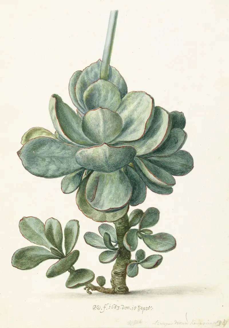 Vetplant (Cotyledon orbiculata) av Herman Saftleven