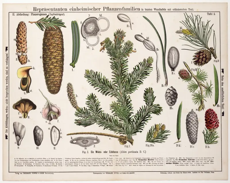 Abies pectinata ; Abies alba ; zilverspar av Hermann Zippel