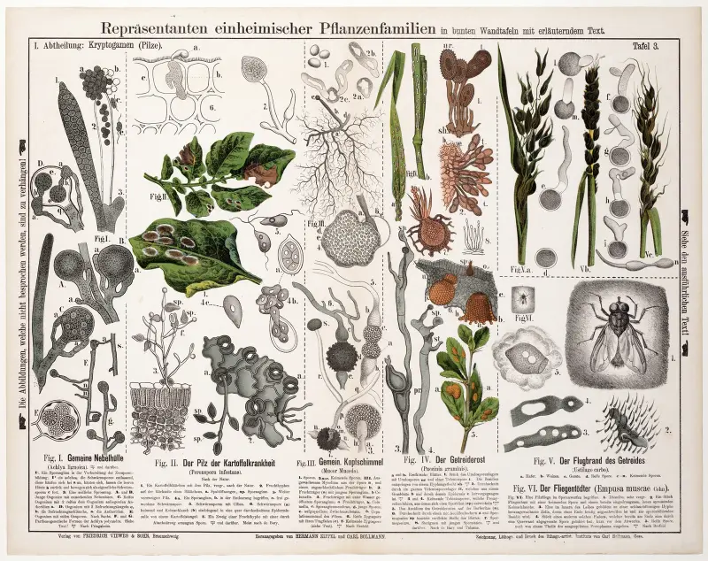 Achlya lignoica. Peronspora infestans. Mucor mucedo. Puccinia graminis. Ustilago carbo. Empusa muscae av Hermann Zippel