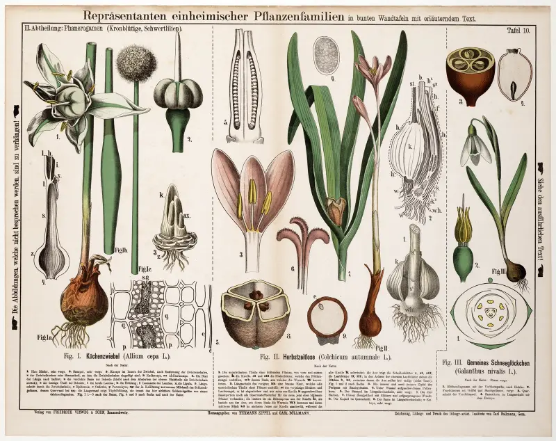 Allium cepa, Colchicum autumnale, Galanthus nivalis, Hermann Zippel