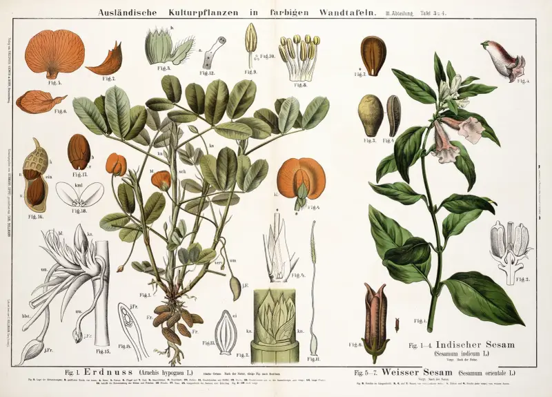 Arachis hypogaea. Sesamum indicum. Sesamum orientale; jordnötsbuske, sesamört, sesam av Hermann Zippel