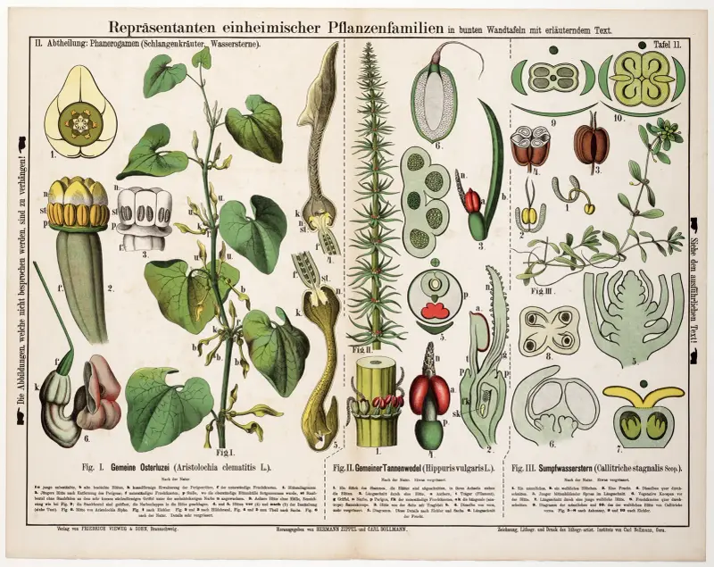 Aristolochia clematitis, Hippuris vulgaris, Callitriche stagnalis ; pijpbloem, lidsteng, gevleugeld sterrenkroos av Hermann Zippel