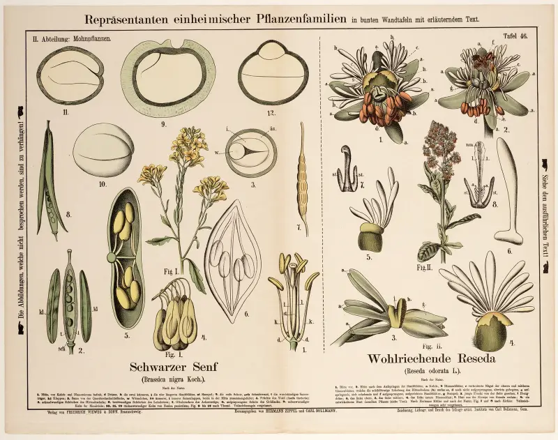 Brassica nigra Koch, Reseda odorata L. ; zwarte mosterd, tuinreseda av Hermann Zippel