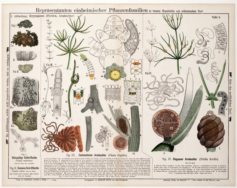 Collema multifidum. Graphis scripta. Chara fragilis. Nitella flexilis av Hermann Zippel