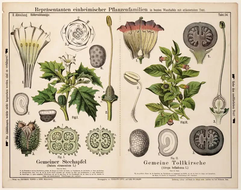 Spikklubba, belladonna av Hermann Zippel