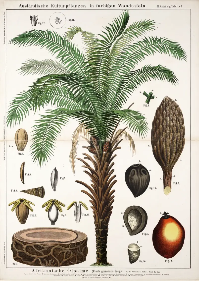 Elaeïs guineënsis ; oliepalm av Hermann Zippel
