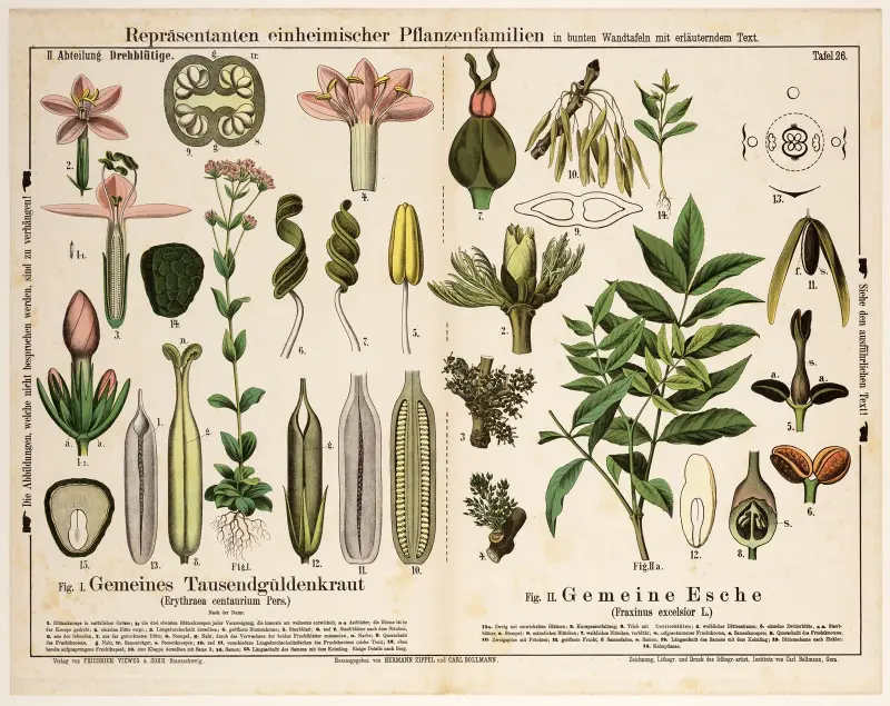 Erythraea centaurium, Fraxinus excelsior; äkta gullstav, vanlig ask av Hermann Zippel