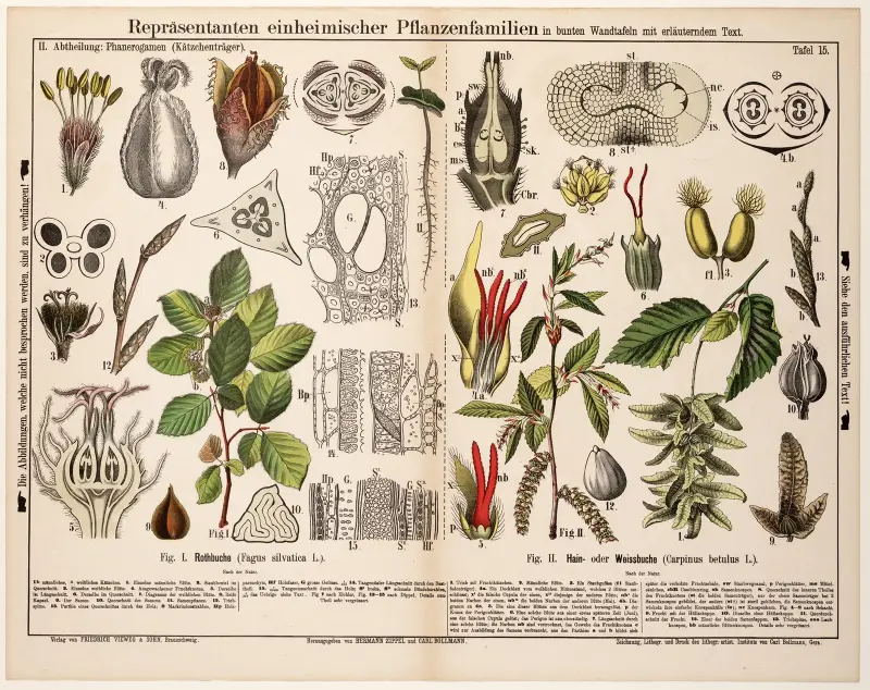 Fagus sylvatica, Carpinus betulus; vanlig bok, avenbok av Hermann Zippel