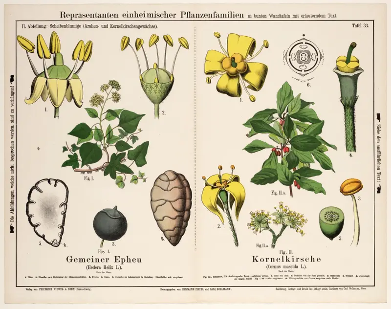 Hedera helix L., Cornus mascula L.; murgröna, körsbärskornell av Hermann Zippel