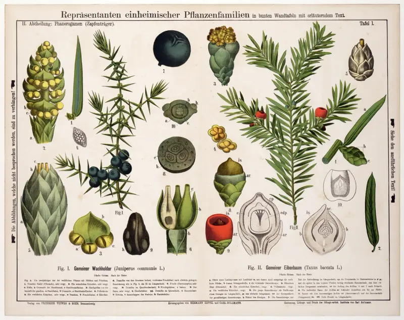Juniperus communis, Taxus baccata ; jeneverbes, venijnboom av Hermann Zippel