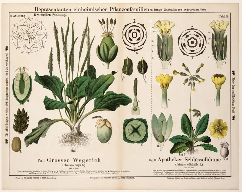 Plantago major, Primula officinalis; groblad, gullviva av Hermann Zippel