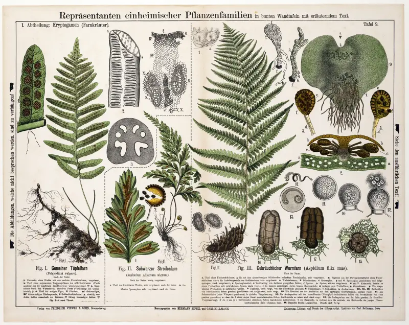 Polypodium vulgare, Asplenium adiantum nigrum, Aspidium filix mas von Hermann Zippel