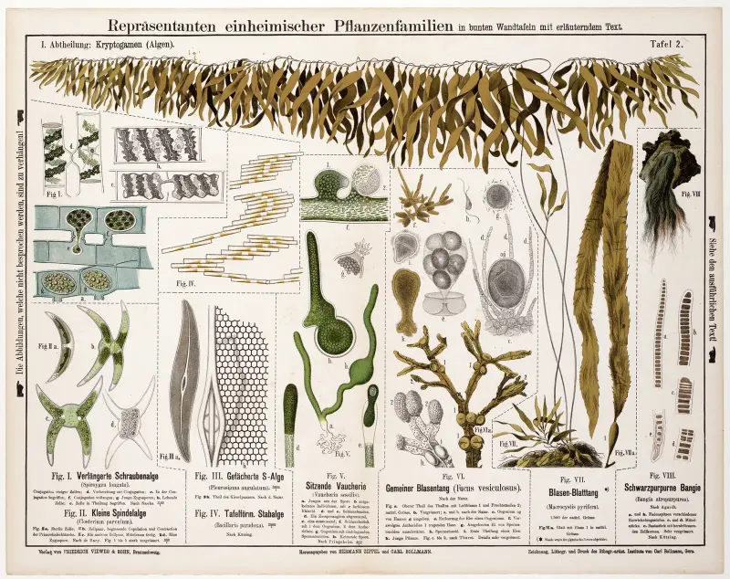 Spirogyra longata, Closterium parvulum, Pleurosigma angulatum, Bacillaria paradoxa, Vaucheria sessilis von Hermann Zippel