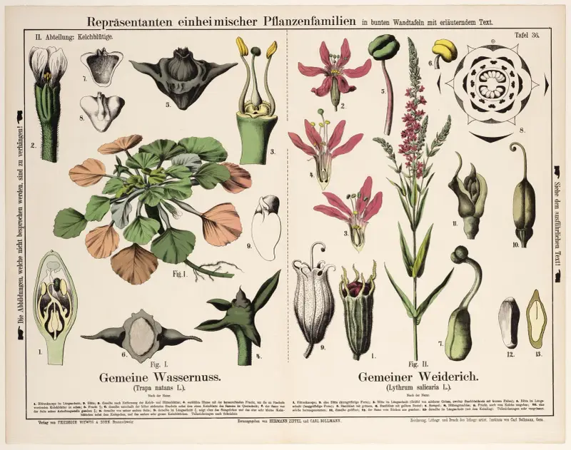 Trapa natans, Lythrum salicaria; sjönöt, fackelblomster av Hermann Zippel