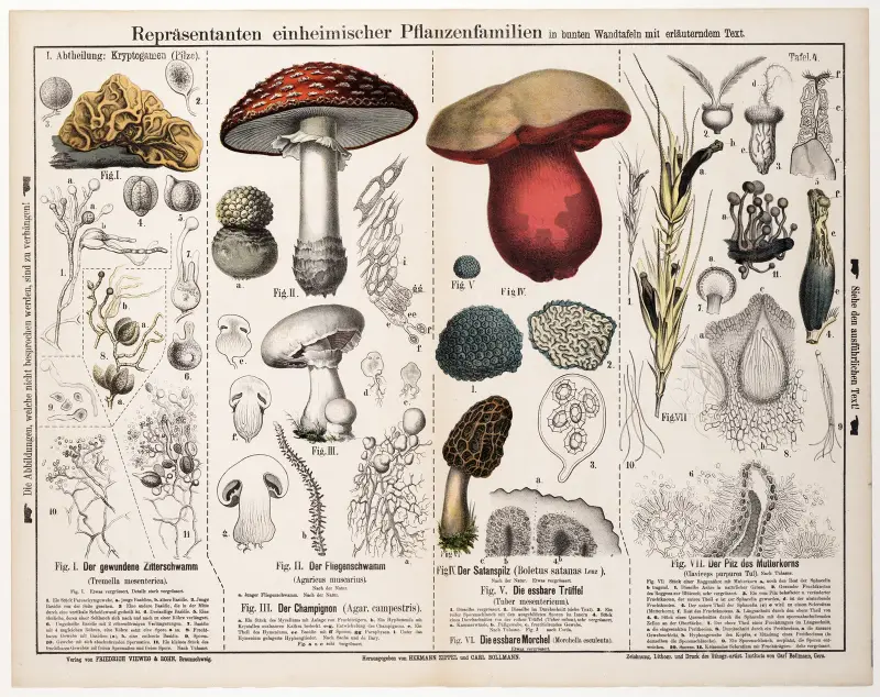 Tremella mesenterica. Agaricus muscarius. Agaricus campestris. Boletus satanas. Tuber mesentericum. Morchella esculenta. Claviceps purpurea von Hermann Zippel