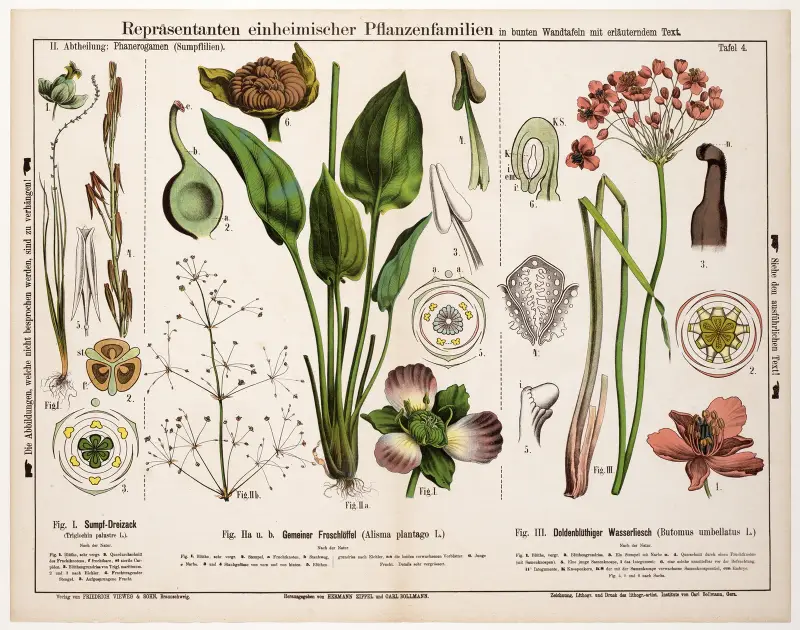 Triglochin palustre, Alisma plantago, Butomus umbellatus von Hermann Zippel