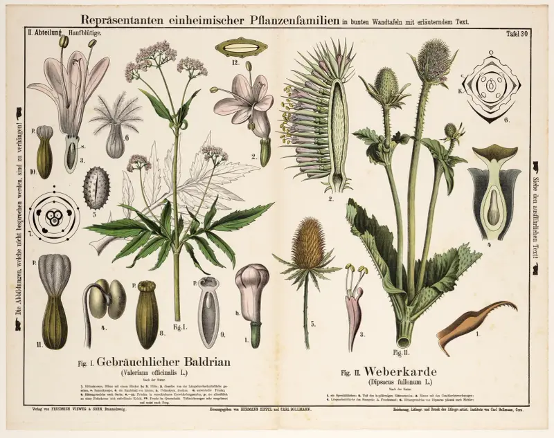 Valeriana officinalis, Dipsacus fullonum; vänderot, kardvädd av Hermann Zippel