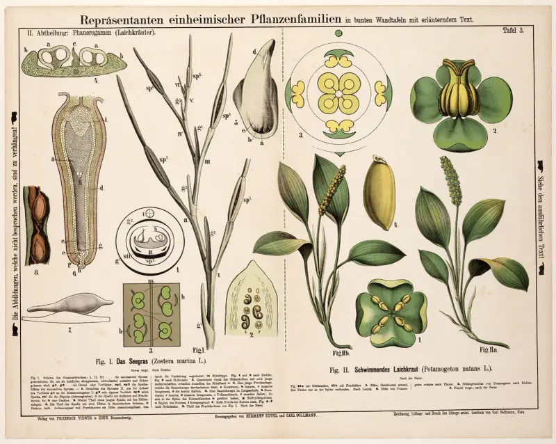 Zostera marina, Potamogeton natans ; groot zeegras, drijvend fonteinkruid av Hermann Zippel